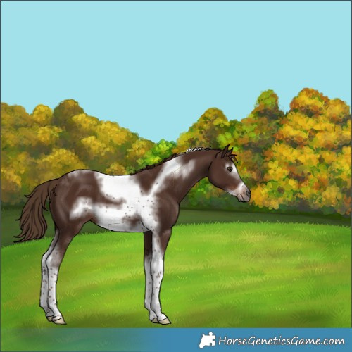 Horse Color:Gray White Spotted Chestnut Tobiano Frame 