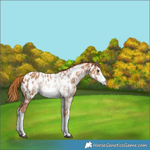 Horse Color:White Spotted Chestnut Ice Appaloosa 