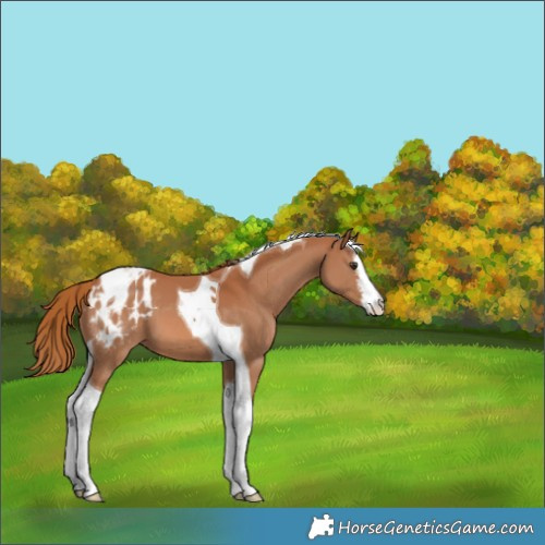 Horse Color:White Spotted Chestnut Tobiano Appaloosa 