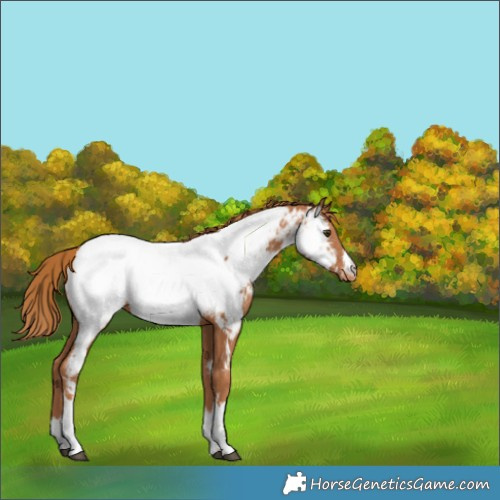 Horse Color:White Spotted Chestnut Near Fewspot 