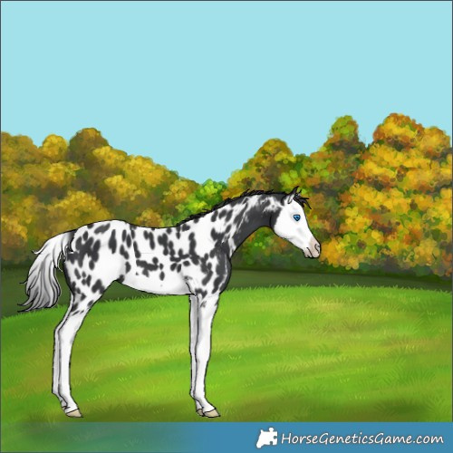 Horse Color:Black Splash Appaloosa 