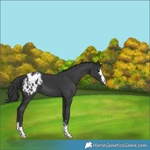 Horse Color:Black Appaloosa 