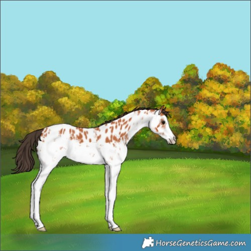 Horse Color:White Spotted Bay Appaloosa 