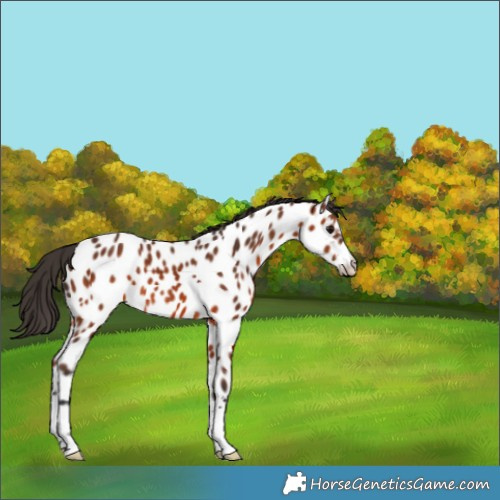 Horse Color:Bay Appaloosa 