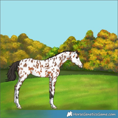 Horse Color:Bay Appaloosa 