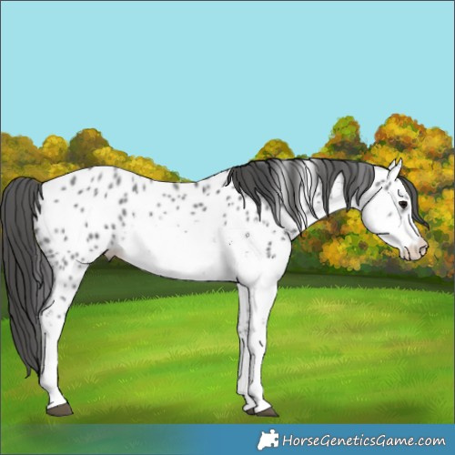 Horse Color:White Spotted Black Sabino Appaloosa 