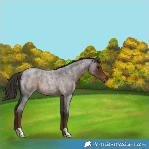 Horse Color:Liver Red Roan 