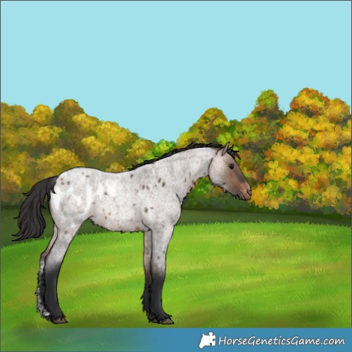 Horse Color:Brown Roan Dun Sabino Appaloosa 