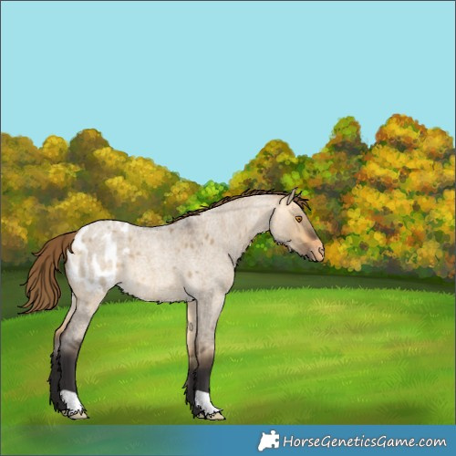 Horse Color:Buckskin Roan Dun Appaloosa 