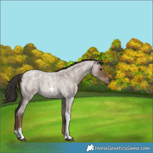 Horse Color:Liver Red Dun Roan Tobiano 