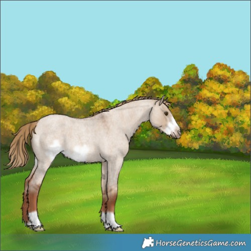 Horse Color:Red Dun Roan Frame 