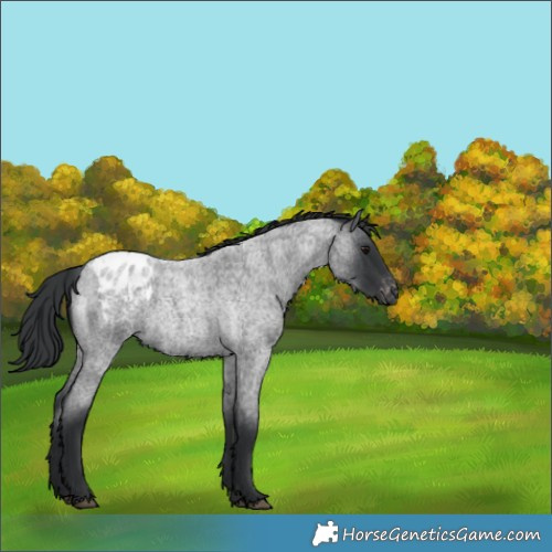 Horse Color:Blue Roan Appaloosa 