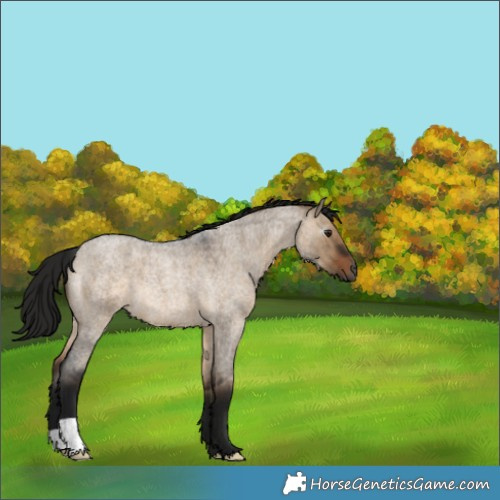 Horse Color:Gray Bay Roan Dun 