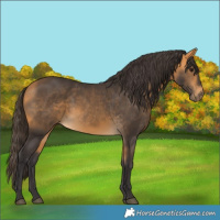 Horse Color:Buckskin 