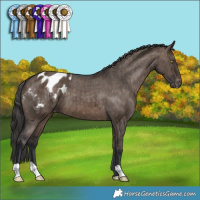 Horse Color:Brown Dun Appaloosa Brindle