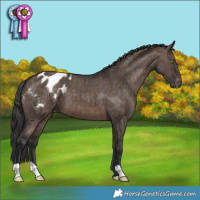 Horse Color:Brown Dun Appaloosa Brindle