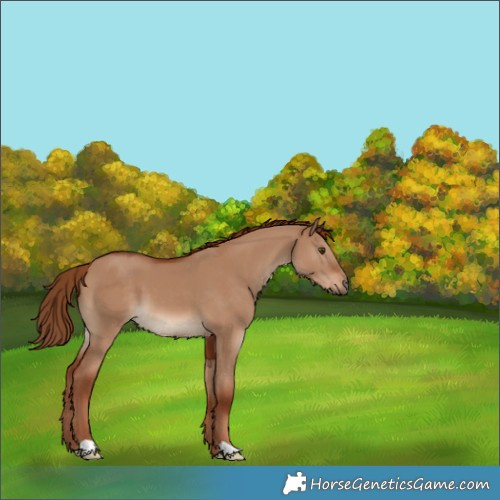 Horse Color:Red Dun 