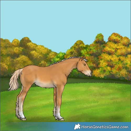 Horse Color:Palomino 