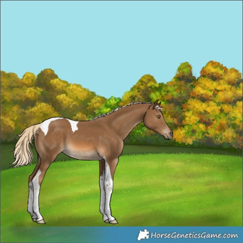 Horse Color:Chocolate Palomino Tobiano 