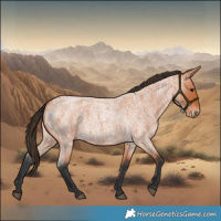Horse Color:Bay Roan 