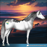 Horse Color:Gray Black Sabino Splash Appaloosa