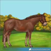 Horse Color:Chestnut 