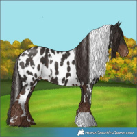 Horse Color:White Spotted Liver Chestnut Appaloosa 