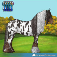 Horse Color:White Spotted Liver Chestnut Near Leopard 