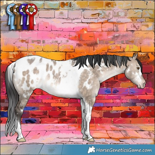 Horse Color:White Spotted Brown Dun Tobiano Appaloosa Rabicano