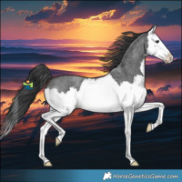 Horse Color:Blue Roan Splash 