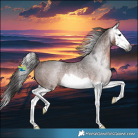 Horse Color:Gray Bay Roan Splash Appaloosa Rabicano 