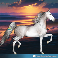 Horse Color:Gray Bay Roan Splash Appaloosa Rabicano 
