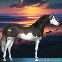 Horse Color:Gray Brown Splash Rabicano