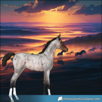 Horse Color:Gray Bay Roan Rabicano 