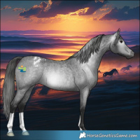 Horse Color:Gray Blue Roan Appaloosa Rabicano 