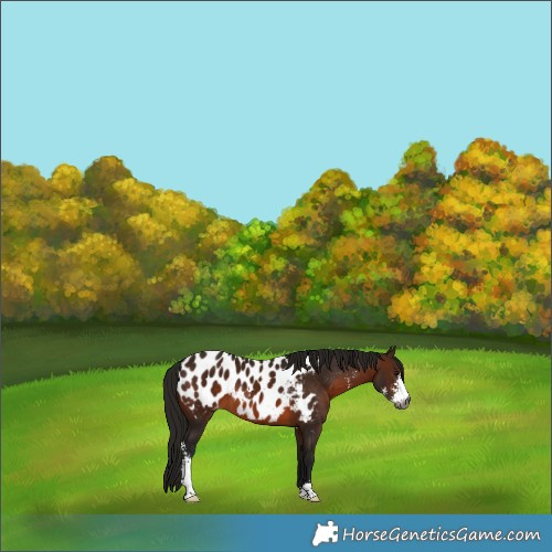 Horse Color:Gray Bay Sabino Appaloosa 