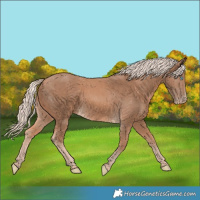 Horse Color:Cremello 