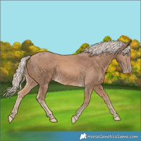 Horse Color:Cremello