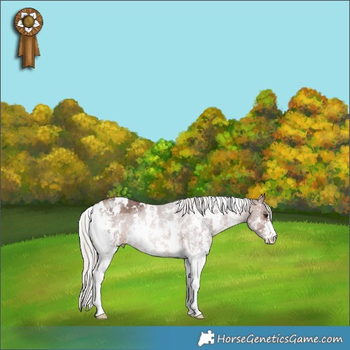 Horse Color:White Spotted Silver Brown Sabino Rabicano 