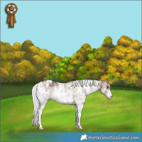 Horse Color:White Spotted Silver Brown Sabino Rabicano
