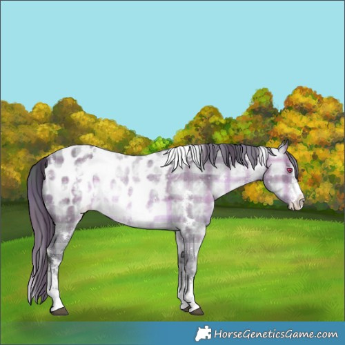 Horse Color:Plaid  White Spotted Brown Chinchilla Sabino Appaloosa 