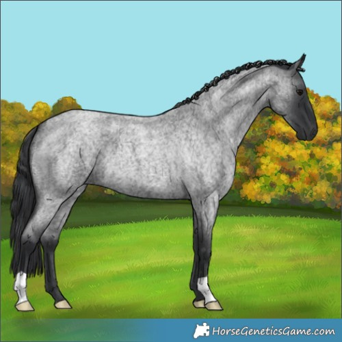 Horse Color:Blue Roan 
