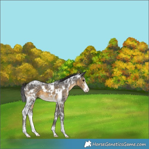 Horse Color:White Spotted Buckskin Ice Sabino 
