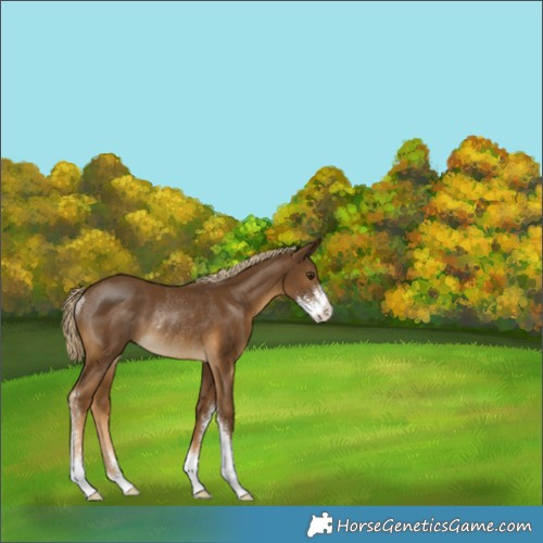 Horse Color:Chocolate Palomino Sabino Rabicano 