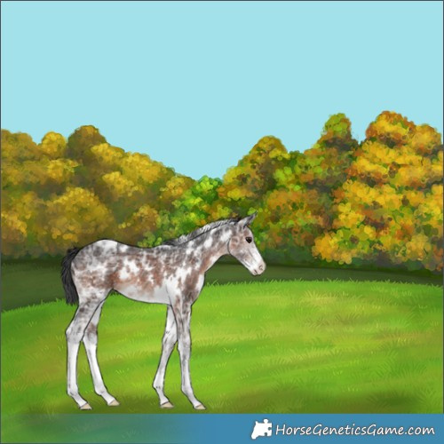 Horse Color:White Spotted Brown Ice Sabino 