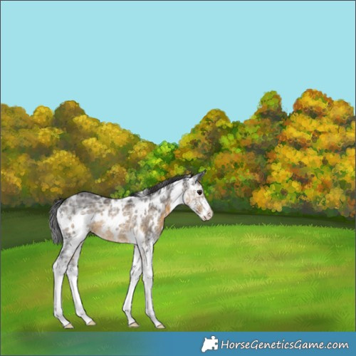 Horse Color:White Spotted Buckskin Ice Sabino Rabicano 