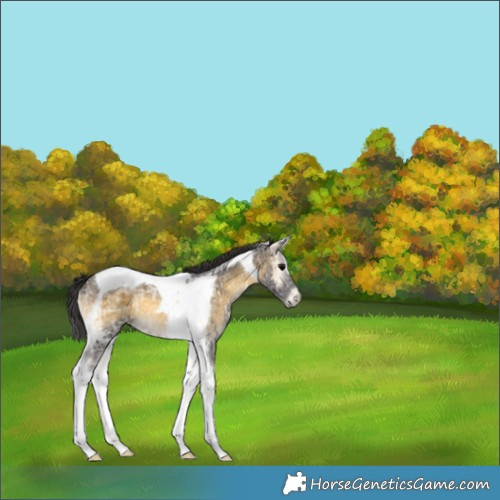 Horse Color:Buckskin Ice Onyx Tobiano 