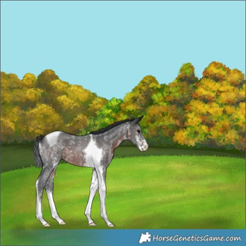 Horse Color:Brown Sabino Tobiano 