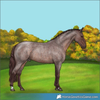 Horse Color:Chocolate Brown Roan Rabicano 