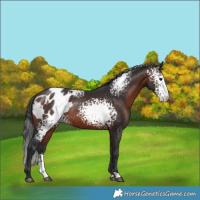 Horse Color:White Spotted Brown Blanket Rabicano 
